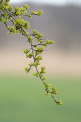 Gałąź drzewa z młodymi liśćmi na rozmytym tle 3