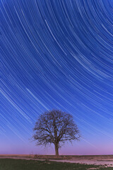 Night sky over lone tree star trails