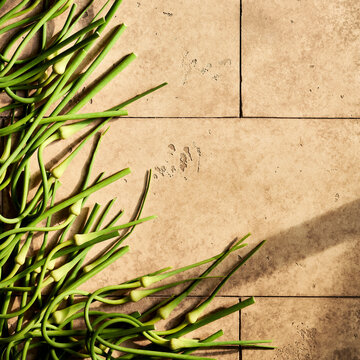 Green Garlic Scapes on tiles