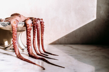 Fresh raw octopus on a white background