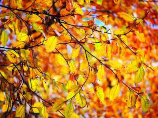Autumn leaves in the sun