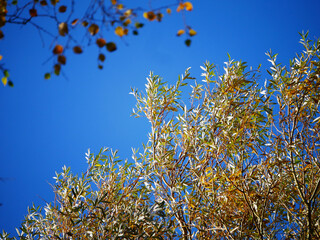 Autumn leaves against blue sky