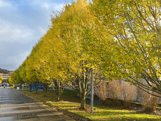 Autumn trees at the university 