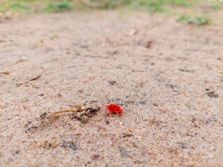 African rain spider
