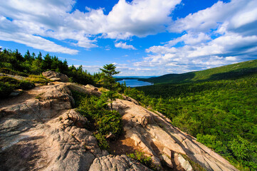 forest in the mountains
