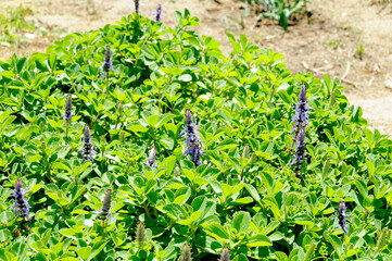 ボルトジンユの花