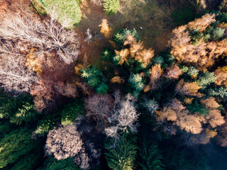 Aerial view of Old Sequoia forest, Bulgaria