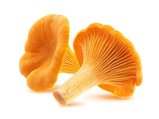 Chanterelle mushroom isolated on white background 