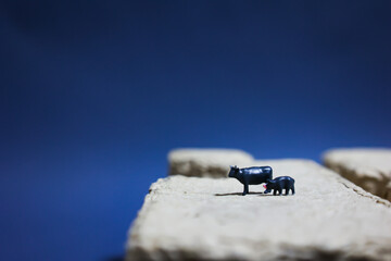  Animal welfare and farming of cattle and pig.