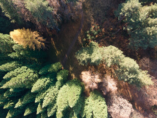 Aerial view of Old Sequoia forest, Bulgaria