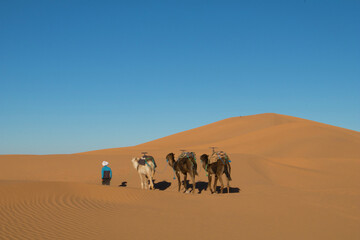 Fototapeta na wymiar Three Camel And A Man