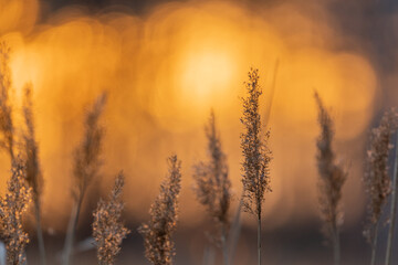 Obraz na płótnie Canvas Grass in a golden hour (2)