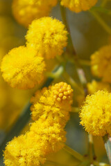 yellow flowers