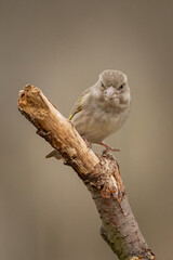 Samica dzwońca na gałęzi