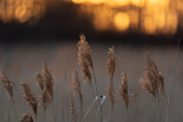 Grass in a golden hour