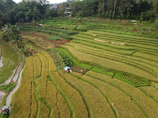 aerial panorama of agrarian rice fields landscape in the village of KENDAL REGENCY Central Java PROVINCE , like a terraced rice fields ubud Bali Indonesia