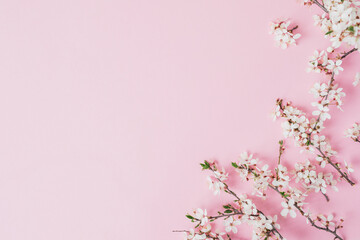 Spring concept made of branches with fruit spring flowers on pink. Flat lay