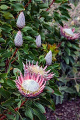 Pink Tropical Flower 2