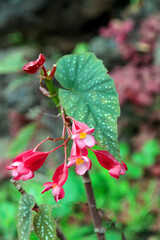 Pink Tropical Flowers 4