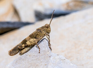 Die Blauflügelige Ödlandschrecke (Oedipoda caerulescens)