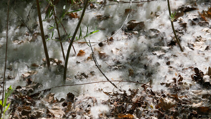 A cottonwood tree has shed its seeds appearing as snow along the forest floor. - obrazy, fototapety, plakaty