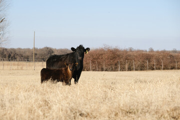 Black angus cow with calf in pasture on rural beef ranch of Texas. © ccestep8