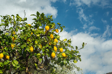 tree with lemons against a blue sky with white clouds.