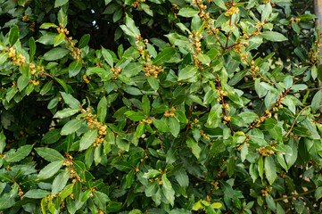 Blooming laurel bush in the garden. Organic natural product. Seasoning for dishes.