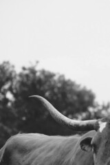 Large horn of Texas longhorn cow in rustic black and white for portrait.