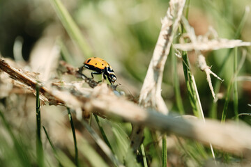 Nature with bug close up in spring grass.