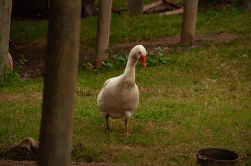 goose on the grass