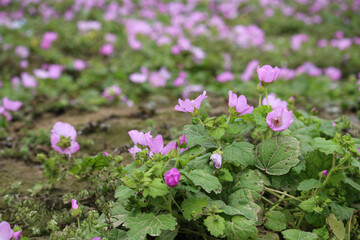 Hermosas flores moradas en el campo. Flores de primavera. 