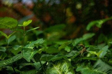 Lizard on green foliage 
