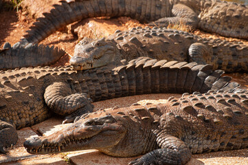 Crocodiles