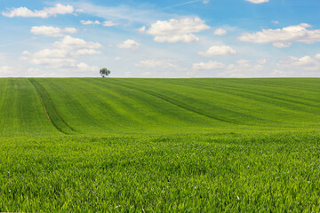 Fototapeta premium Scenic landscape view of beautiful green hill fields meadow with growing young wheat sprouts against blue sky background on sunny summer day. Agricultural country nature scenery panorama