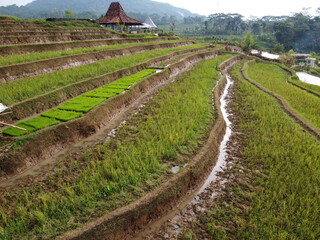 Fototapeta na wymiar aerial panorama of agrarian rice fields landscape in the village of KENDAL REGENCY Central Java PROVINCE , like a terraced rice fields ubud Bali Indonesia