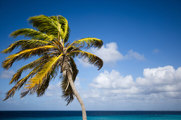 Palm tree on the blue sky and azure sea background. 