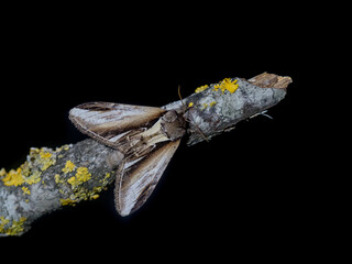 Der Birken-Zahnspinner oder Birken-Porzellanspinner (Pheosia gnoma)