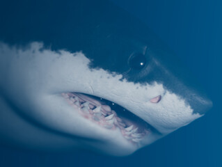 Great white shark side views close-up photo. horizontal composition no clipping path.