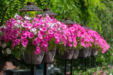Photo of many flowers with rose petals in metal pots outdoors on a sunny day
