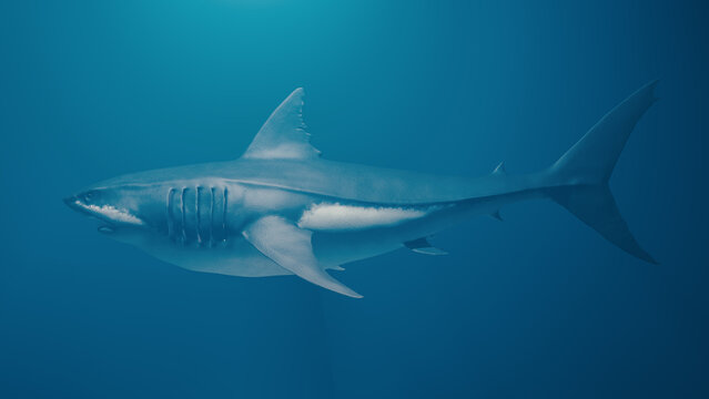 Great white shark side views wide-angle photo. horizontal composition no clipping path.