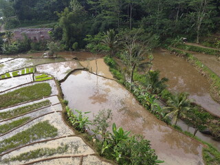 aerial panorama of agrarian rice fields landscape in the village of KENDAL REGENCY Central Java PROVINCE , like a terraced rice fields ubud Bali Indonesia