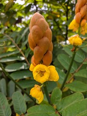 ketepeng flower (Senna alata) in tropical nature south borneo