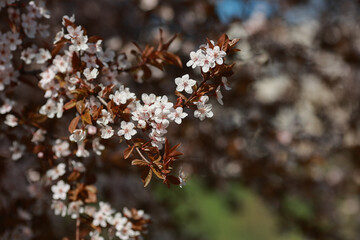 Blooming pink apple tree branch. Blooming trees in spring.