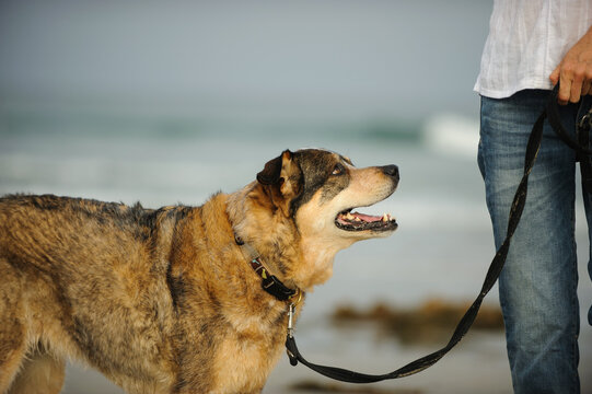Large senior dog on leash looking at owner with the ocean and beach as a background