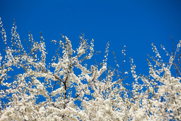 Fototapeta na wymiar Soft photo of blooming white apple buds close up on a background of blue sky.