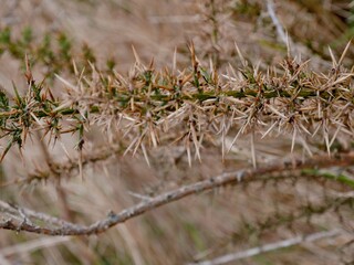 Dorniger Ginster aus der Nähe