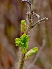 Grünes Blatt am Dornenstrauch