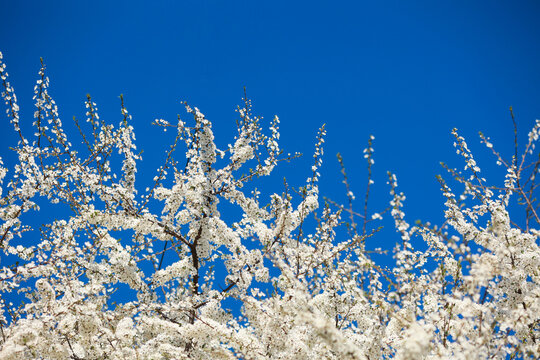 Soft photo of blooming white apple buds close up on a background of blue sky.