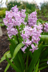 Obraz premium Hyacinthus orientalis, or the common hyacinth, is a fragrant flowering plant that blooms in early to mid-spring.